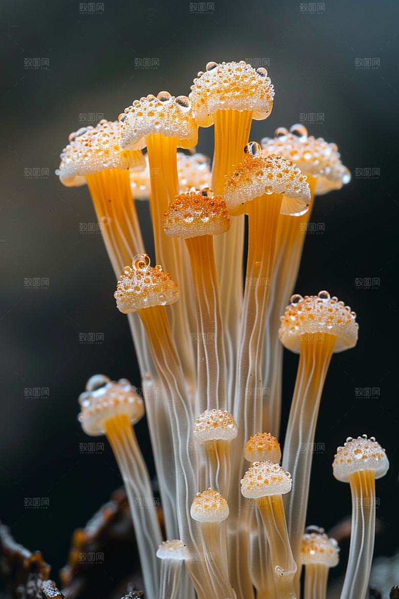 蘑菇菌菇高清摄影图