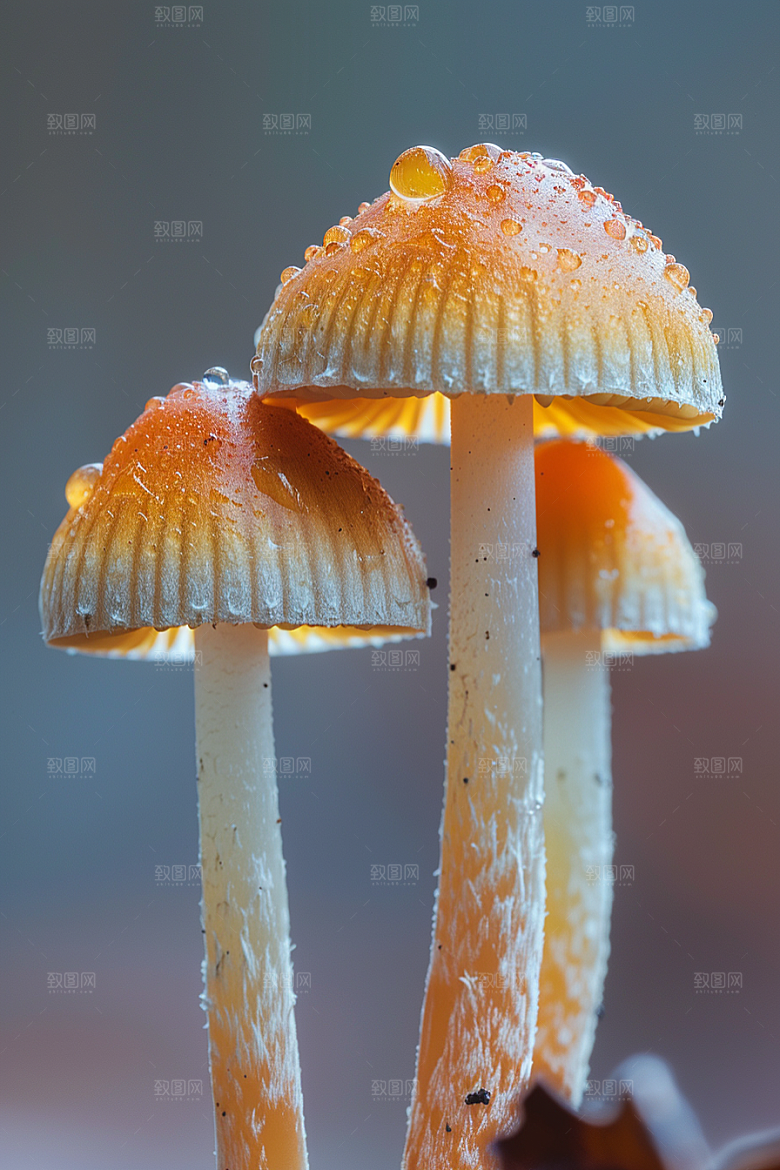 蘑菇高清树林摄影图