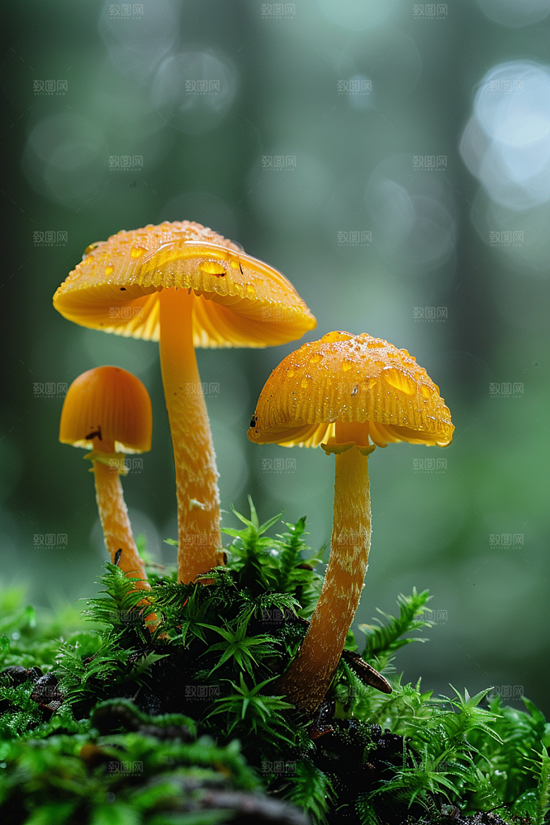 蘑菇云南新鲜摄影图