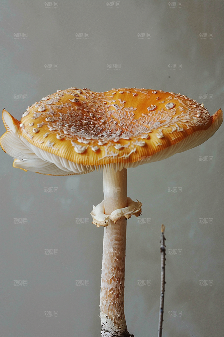 蘑菇菌菇雨后摄影图