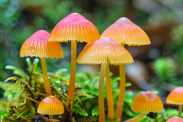 蘑菇雨后云南摄影图