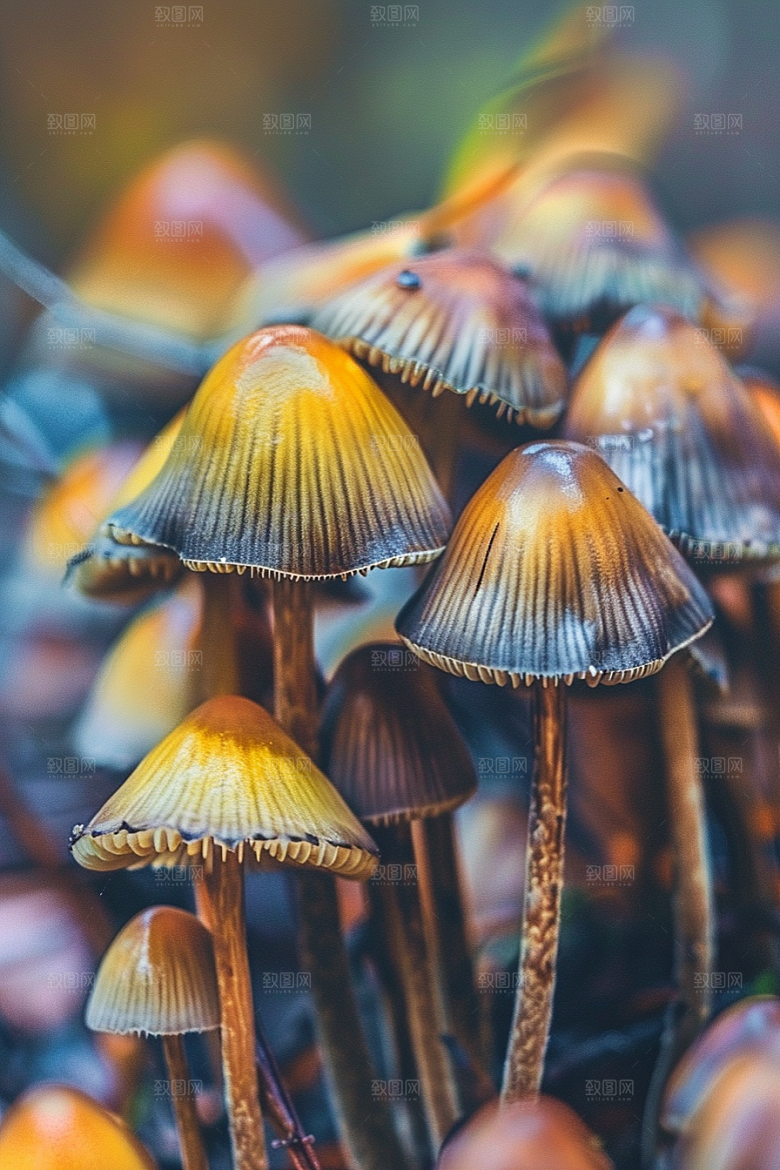 蘑菇食材自然摄影图