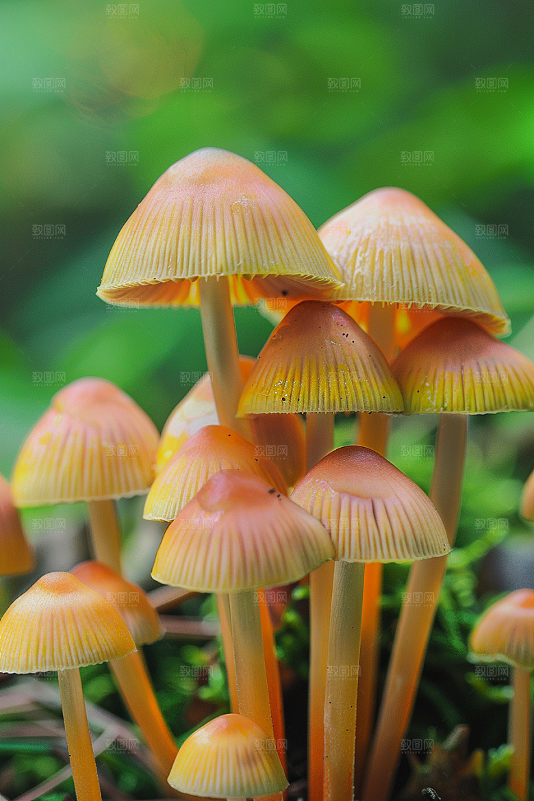 蘑菇山林菌菇摄影图