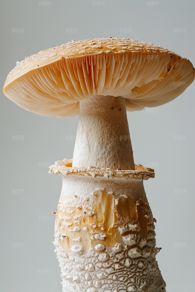 蘑菇树林新鲜摄影图