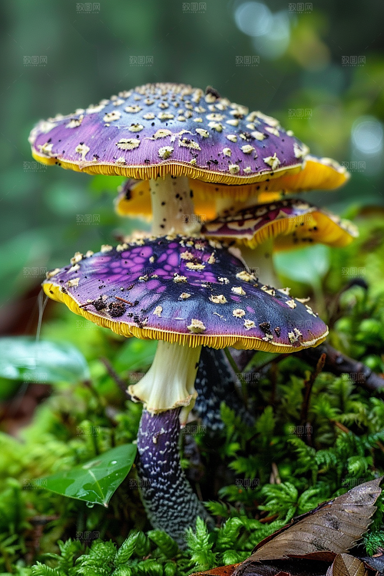 蘑菇自然山林摄影图