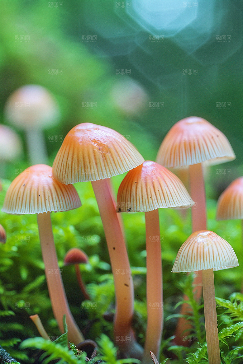 蘑菇云南高清摄影图