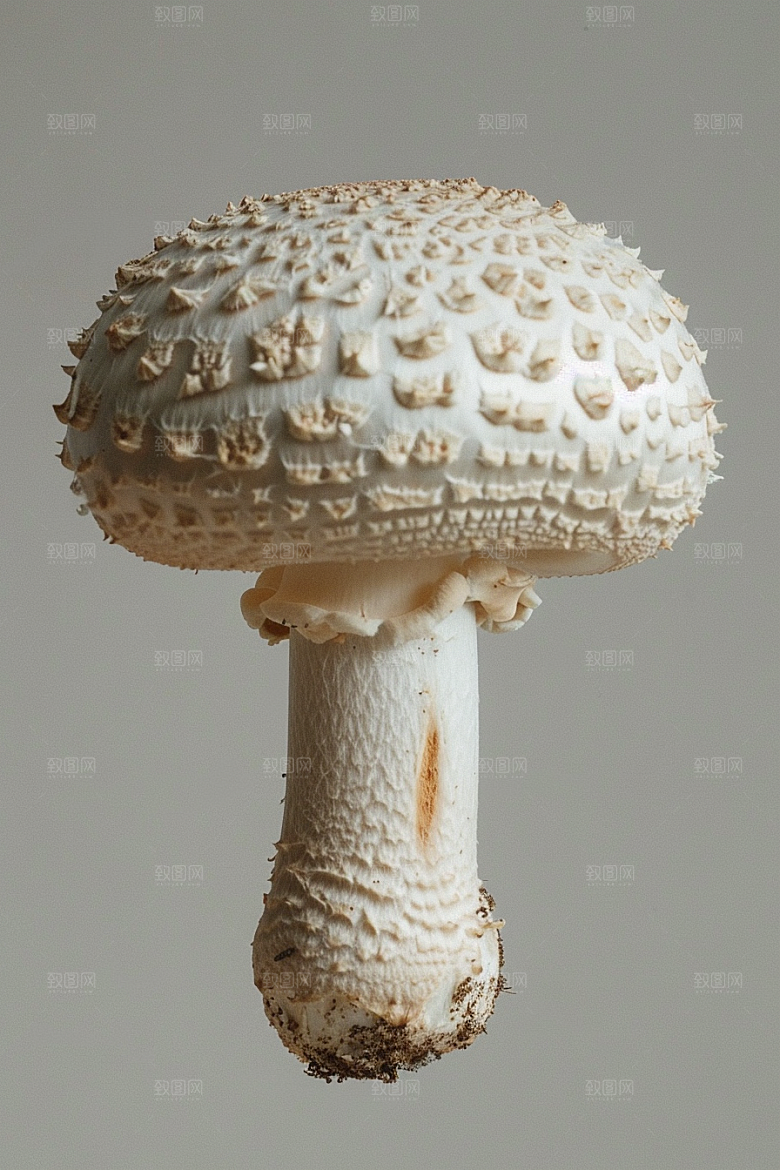 蘑菇山珍新鲜摄影图