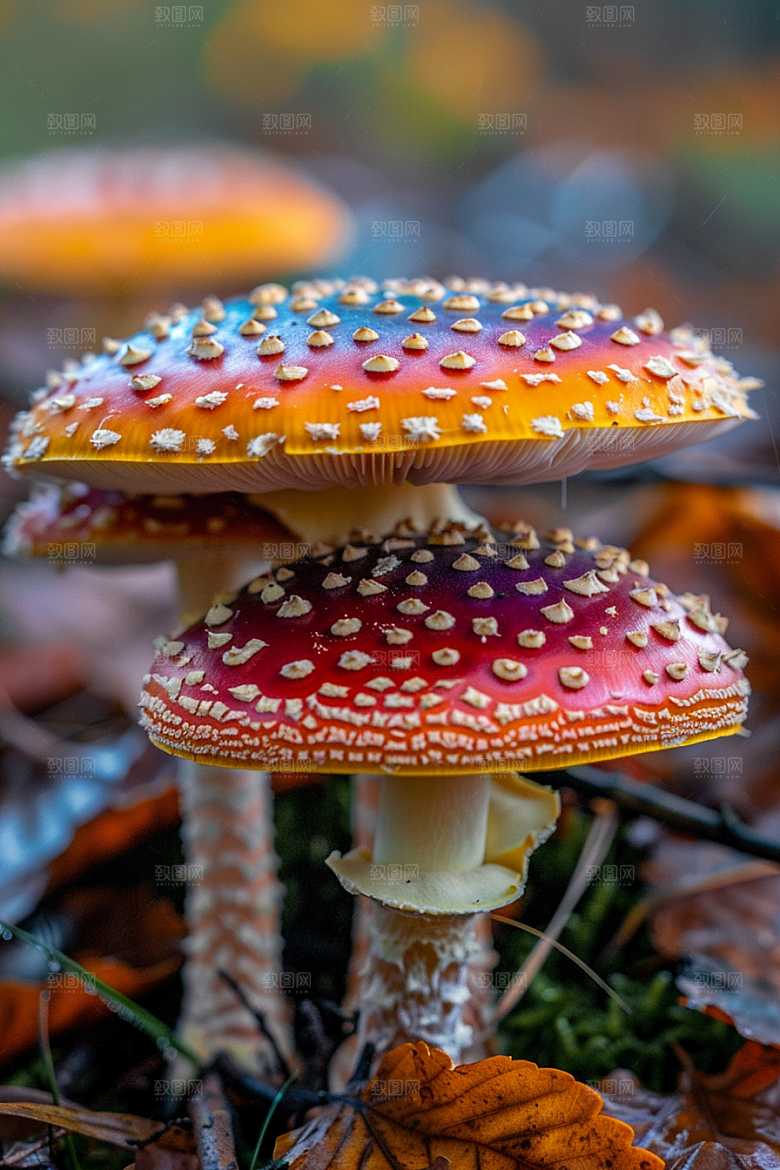 蘑菇山珍树林摄影图