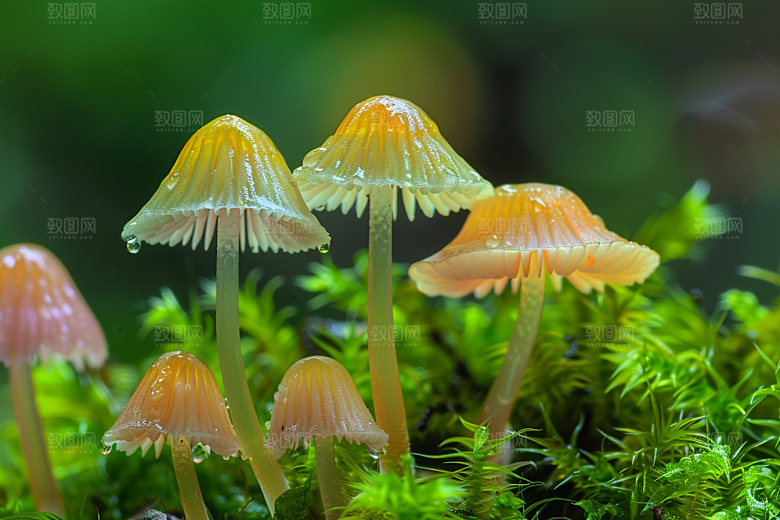 蘑菇山林食材摄影图