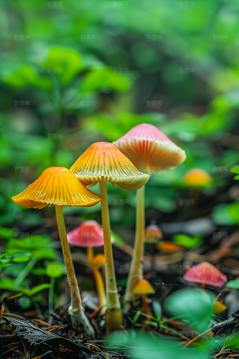 蘑菇云南菌菇摄影图