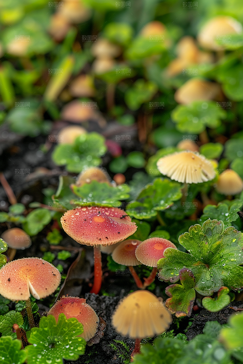 蘑菇食材山珍摄影图