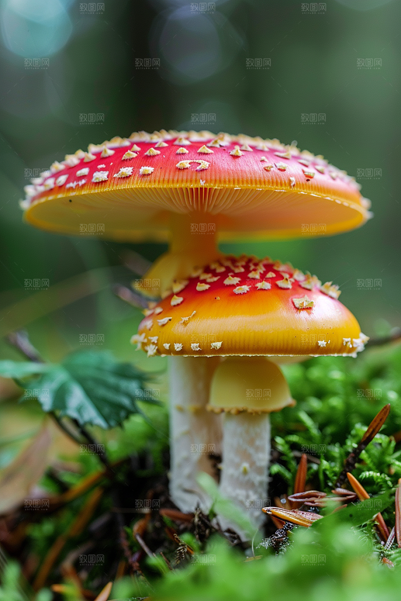 蘑菇山林高清摄影图