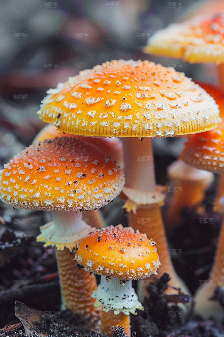 蘑菇自然山珍摄影图