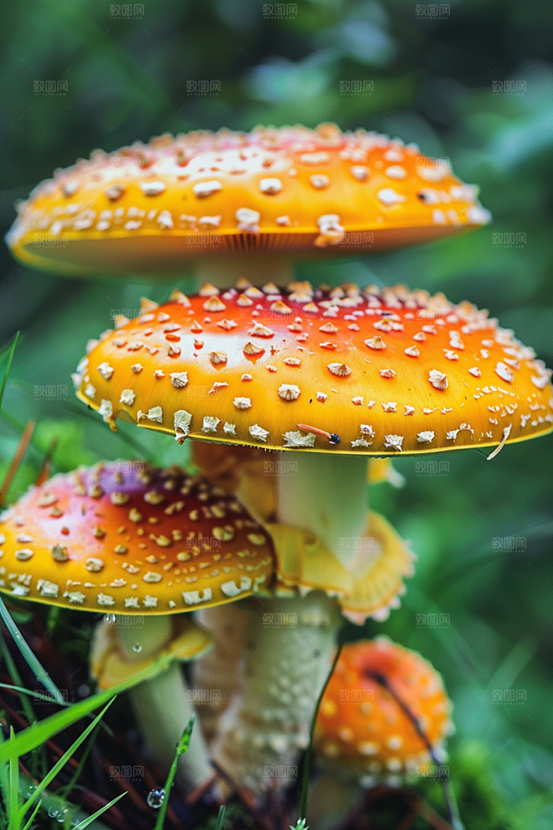 蘑菇自然云南摄影图