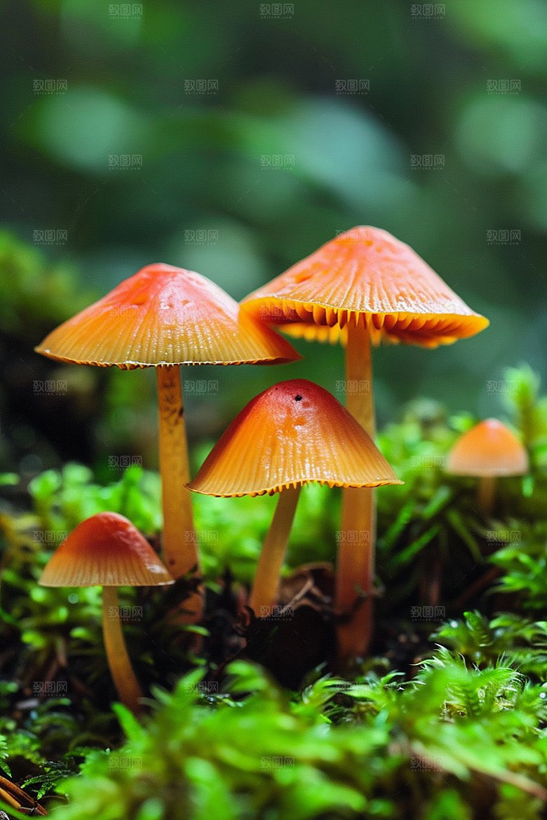 蘑菇美味自然摄影图