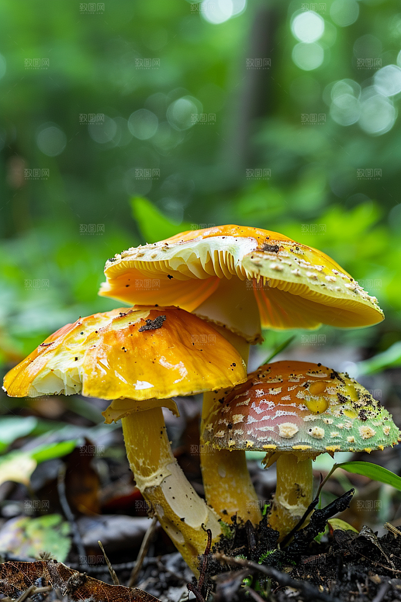 蘑菇食材山林摄影图