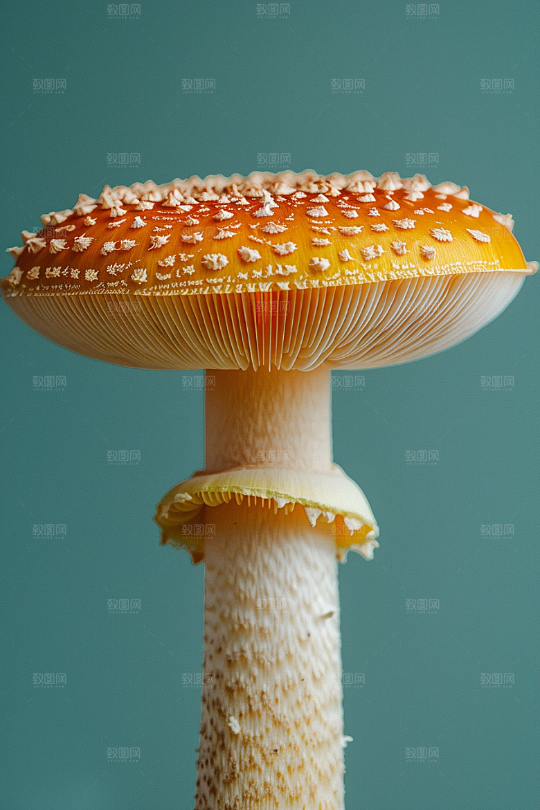 蘑菇鲜美山珍摄影图