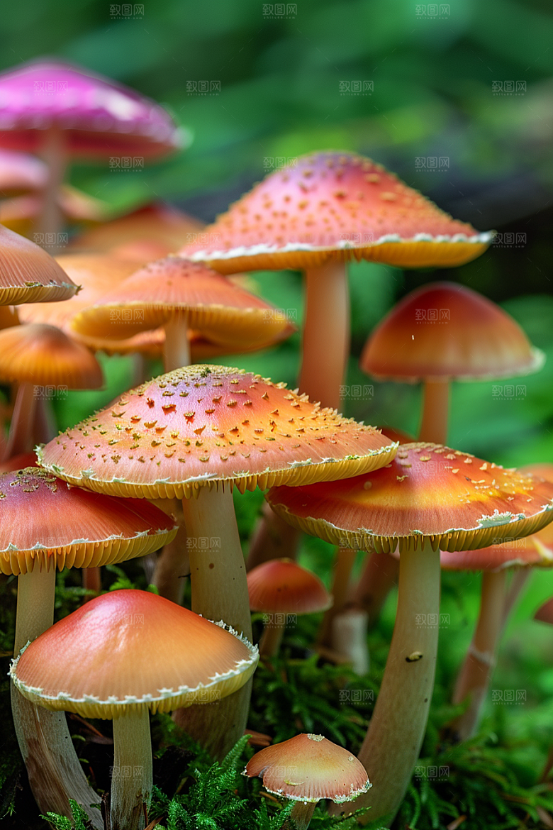 蘑菇云南新鲜摄影图