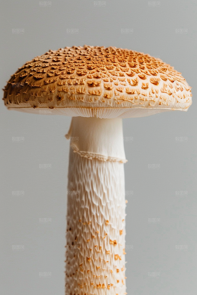 蘑菇高清山珍摄影图