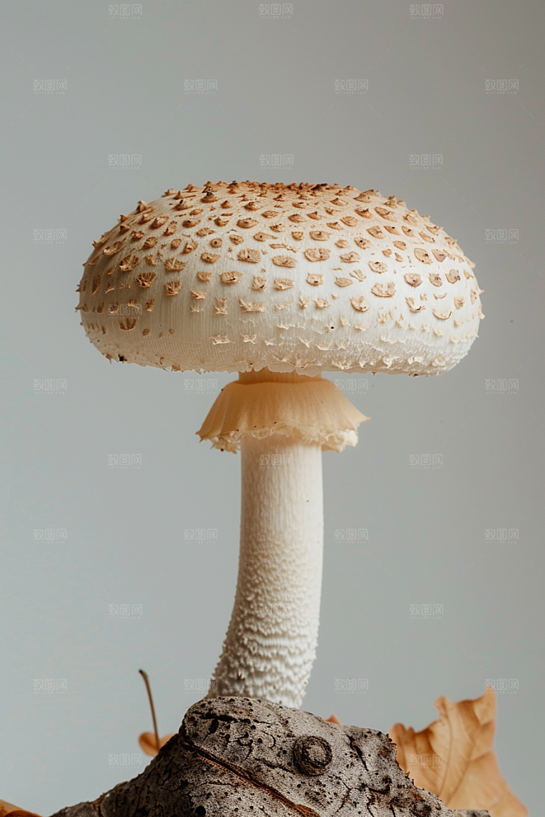 蘑菇自然美味摄影图