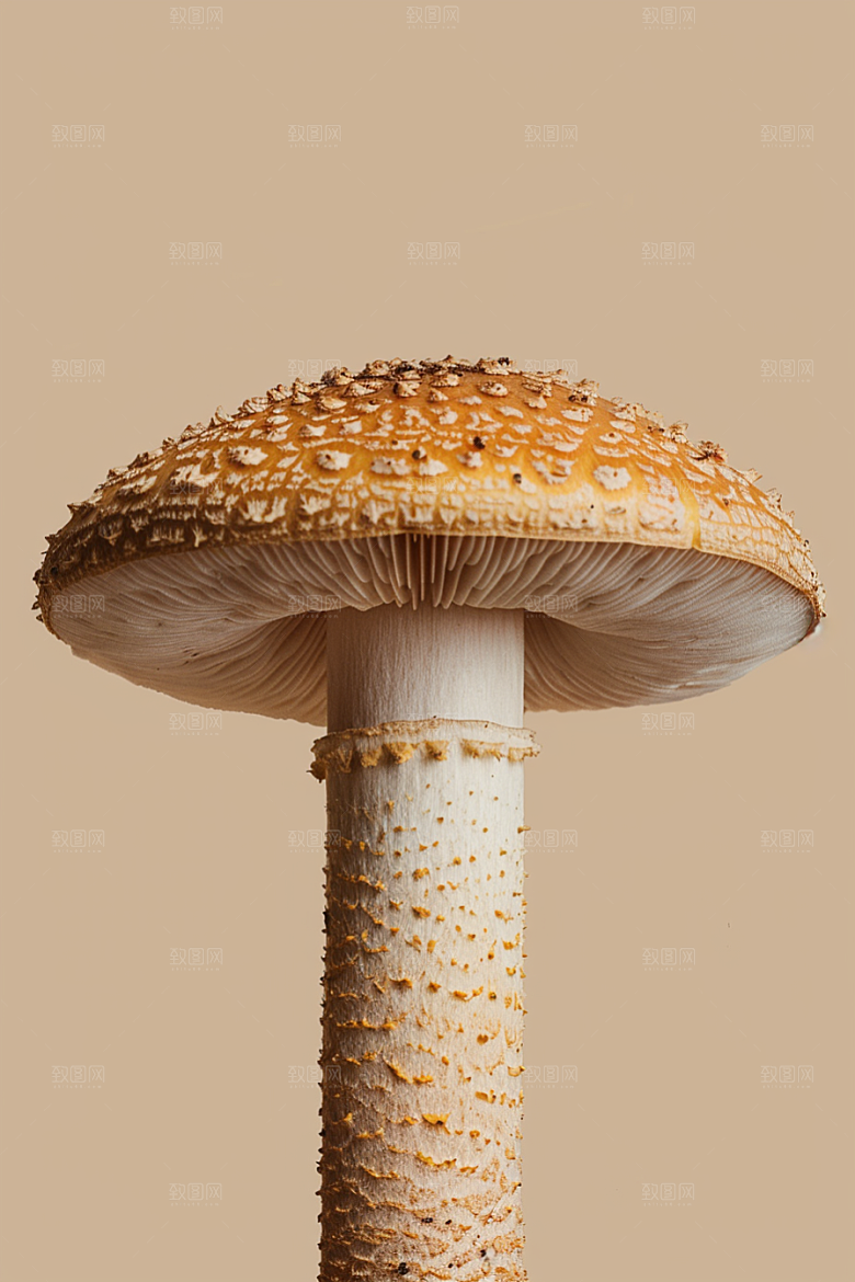 蘑菇自然鲜美摄影图