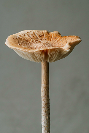 蘑菇菌子新鲜摄影图