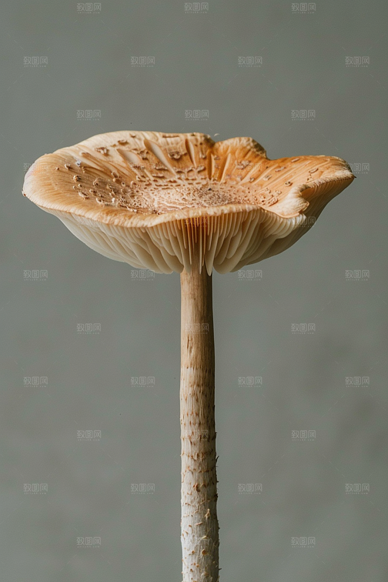 蘑菇菌子新鲜摄影图