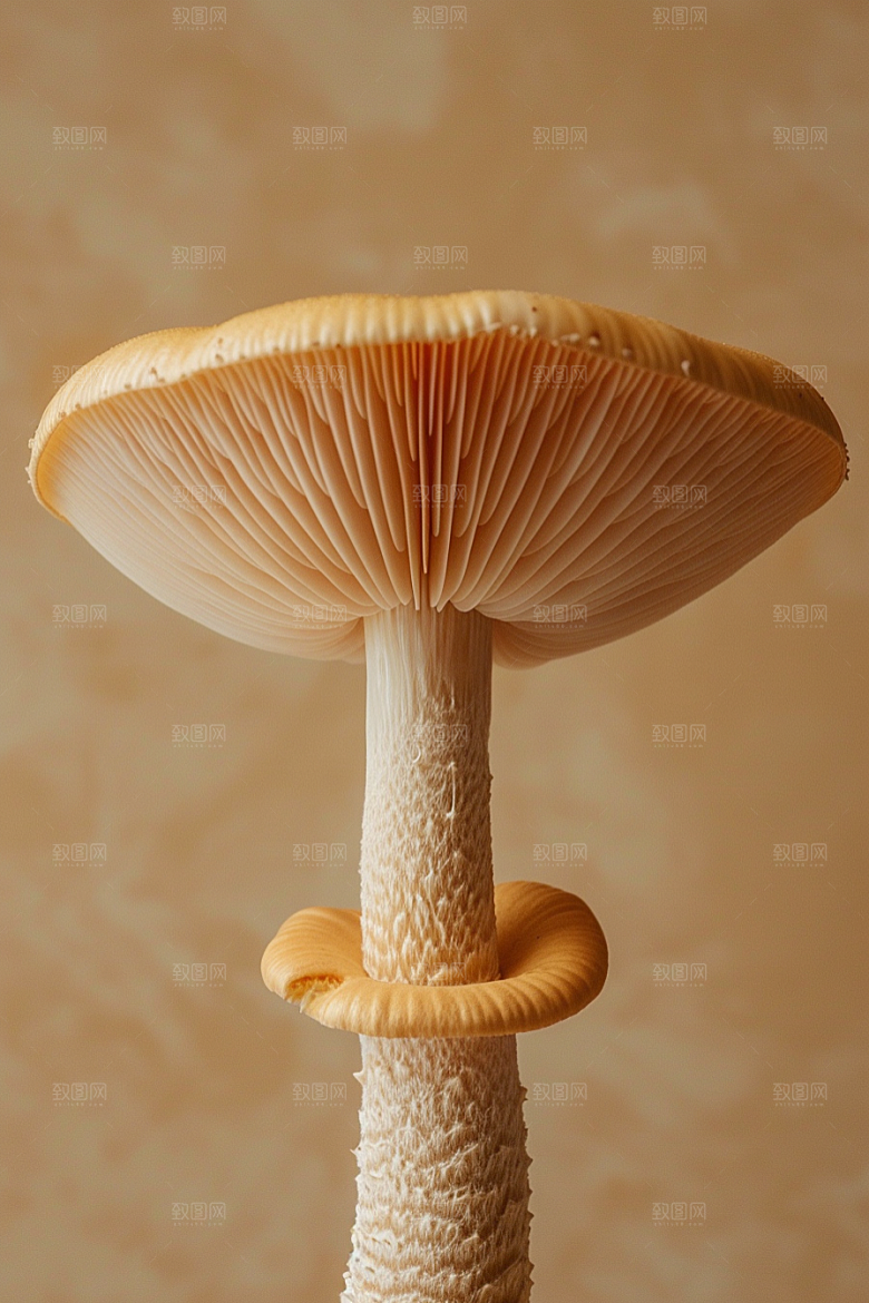 蘑菇新鲜鲜美摄影图