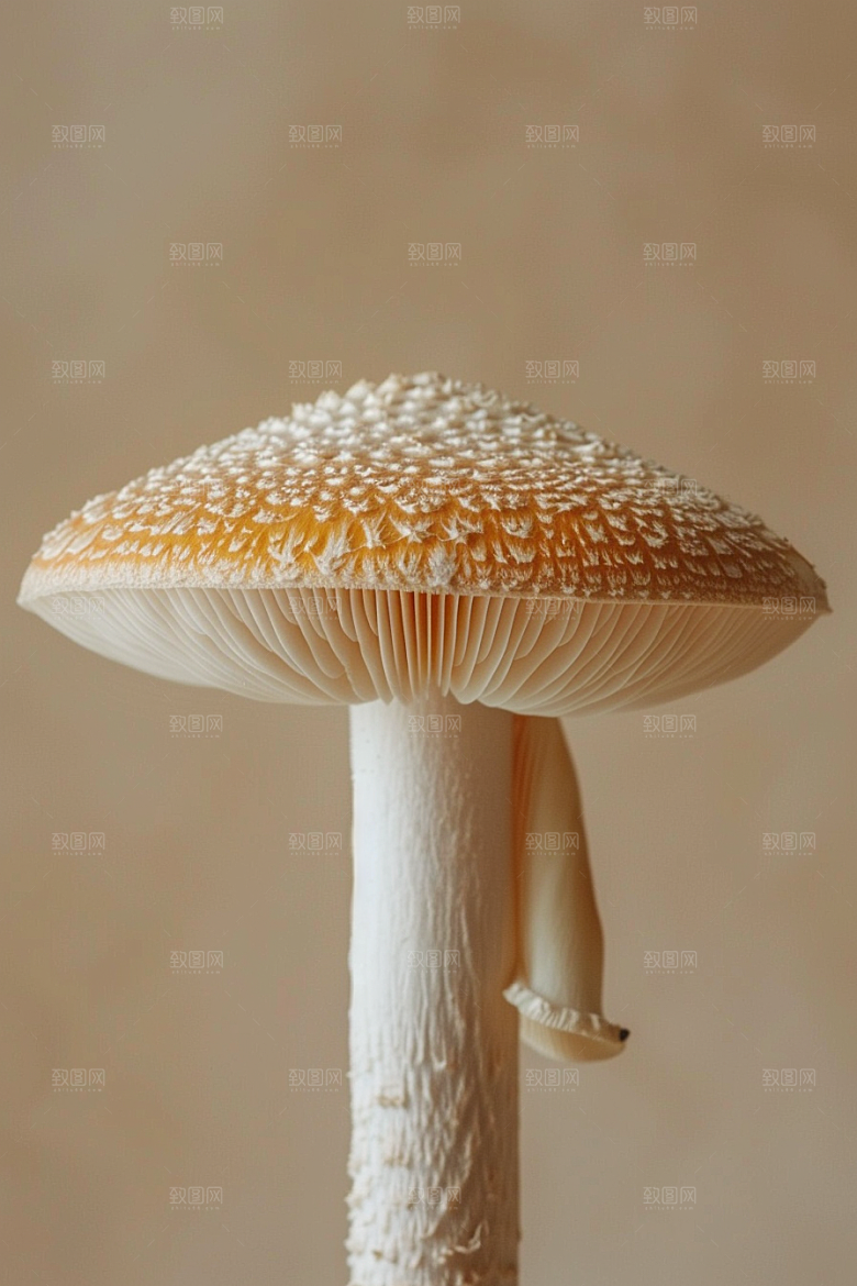 蘑菇高清云南摄影图