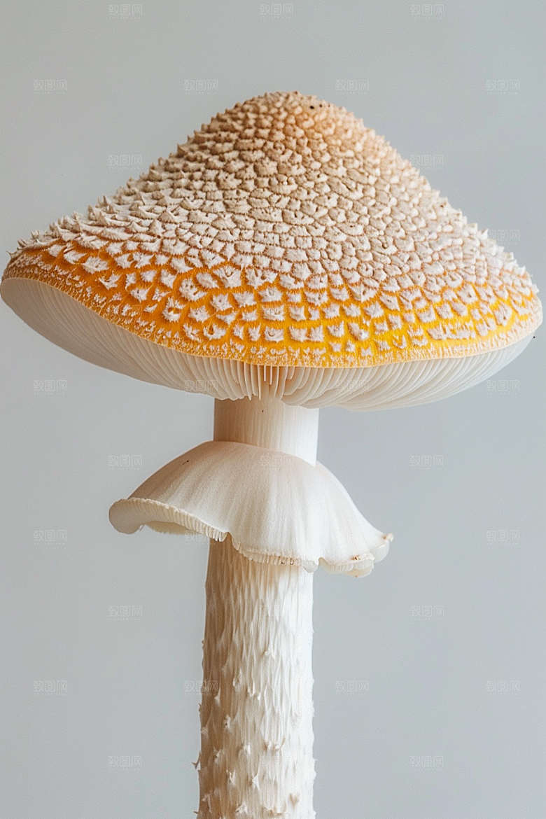 蘑菇山珍树林摄影图