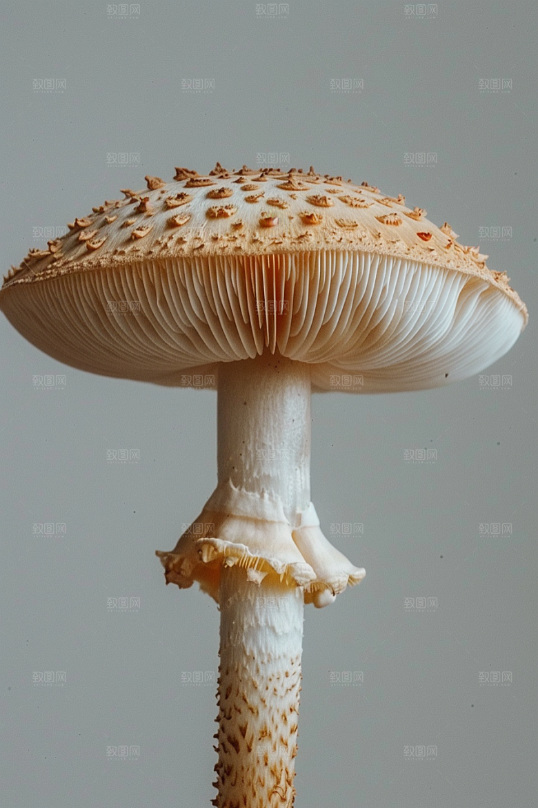 蘑菇山珍树林摄影图