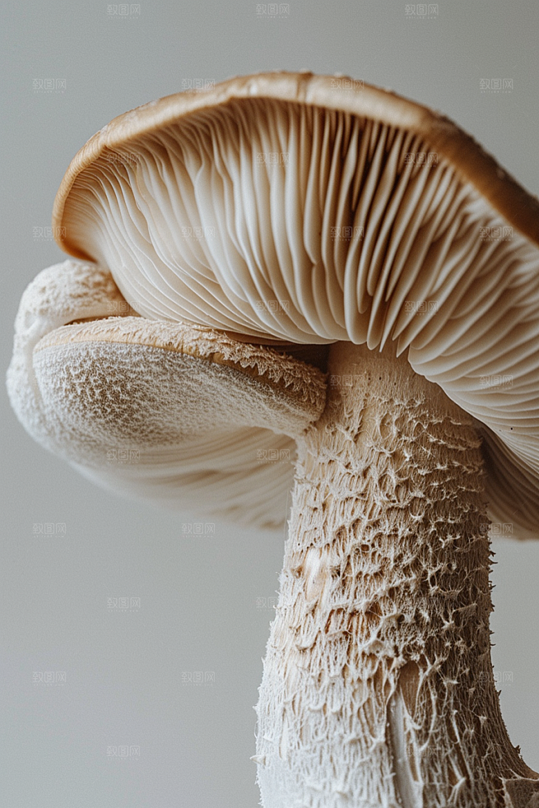 蘑菇新鲜菌子摄影图