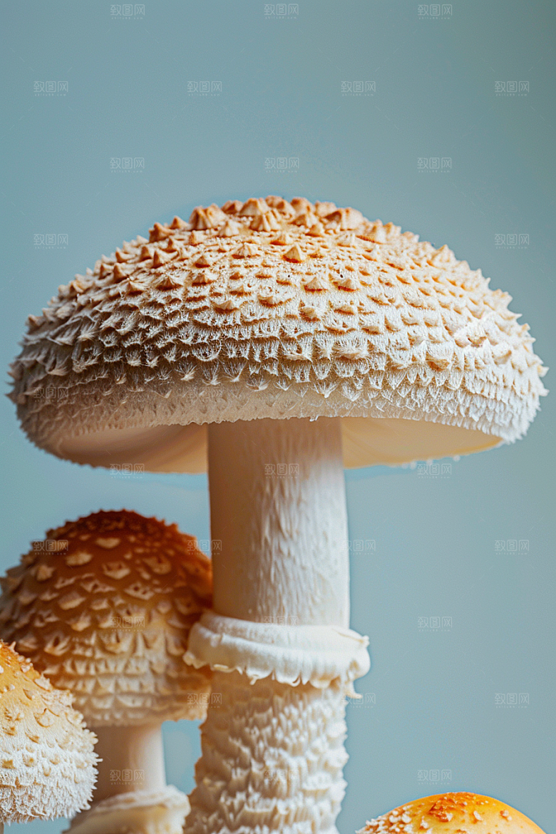 蘑菇美味鲜美摄影图