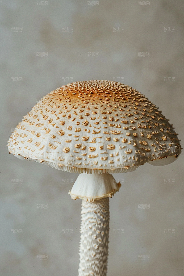 蘑菇鲜美云南摄影图