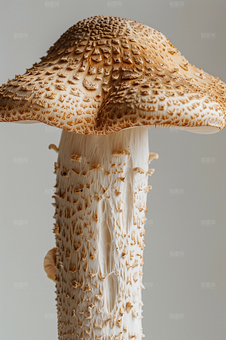 蘑菇食材树林摄影图