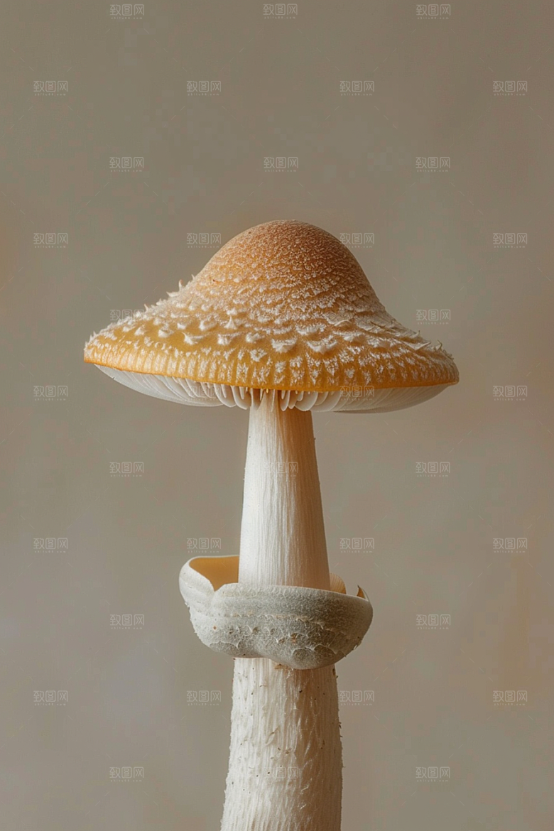 蘑菇食材雨后摄影图