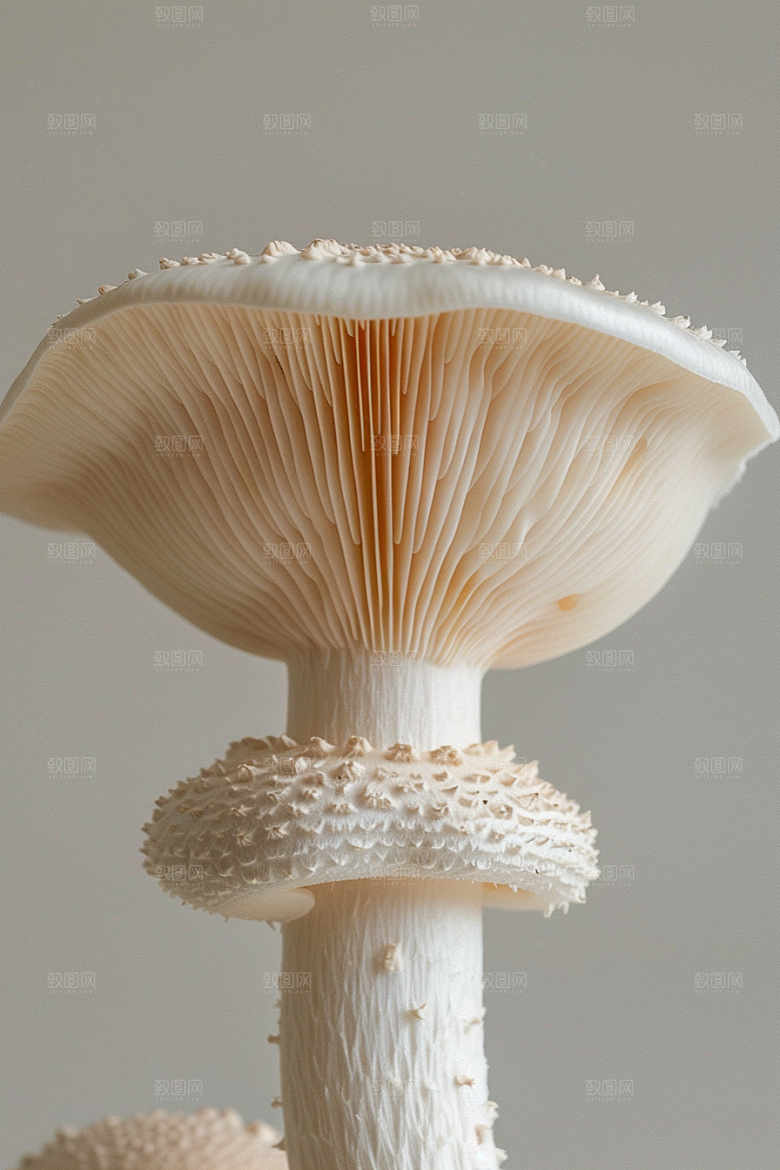 蘑菇鲜美树林摄影图