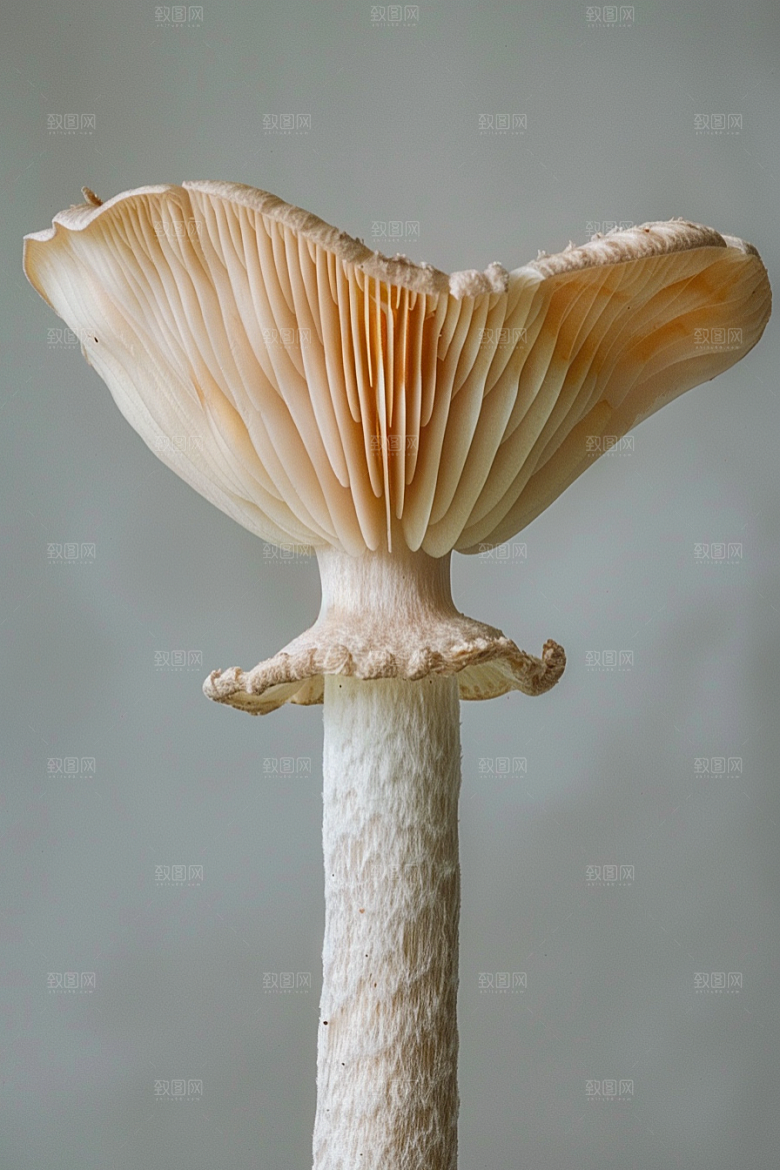 蘑菇雨后新鲜摄影图