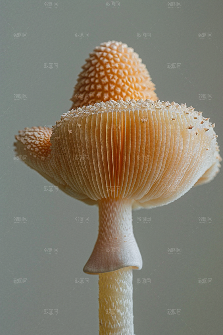 蘑菇菌子食材摄影图