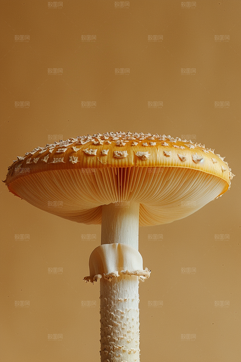 蘑菇雨后清新摄影图