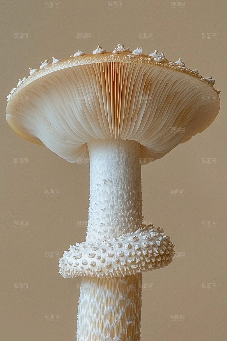 蘑菇山珍雨后摄影图
