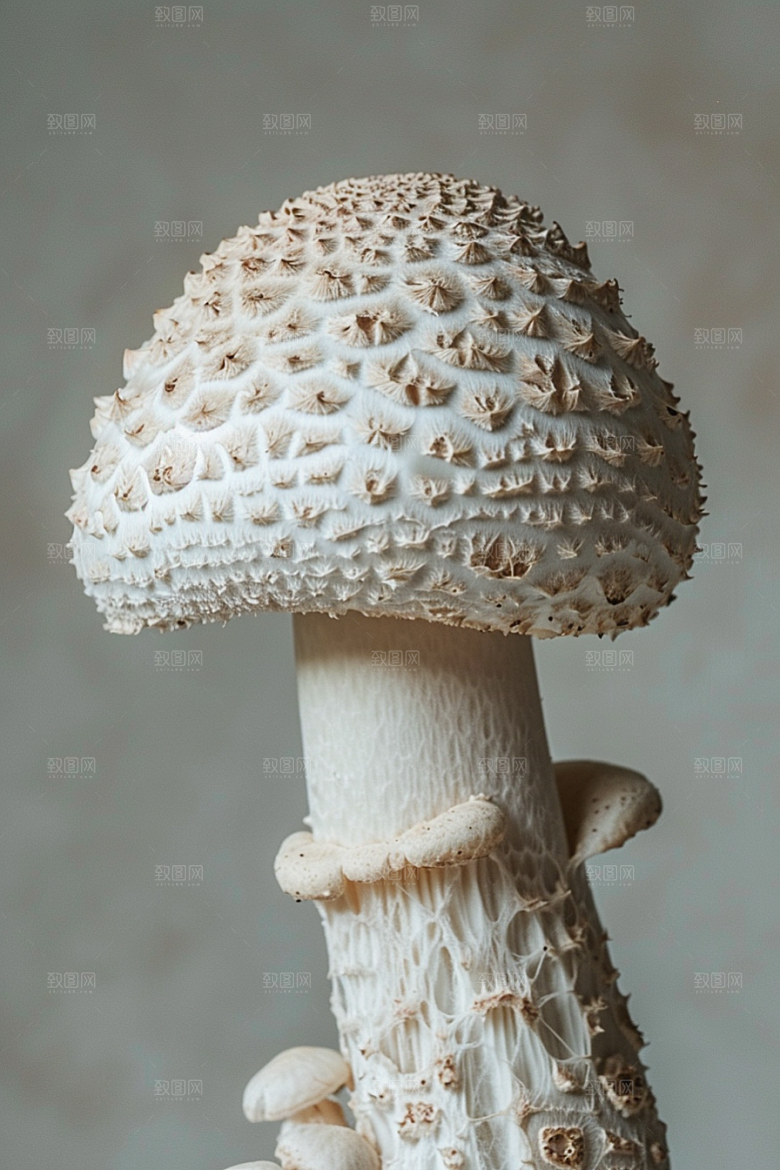 蘑菇清新山珍摄影图