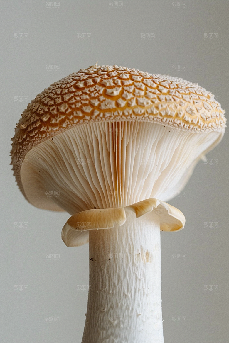 蘑菇新鲜云南摄影图
