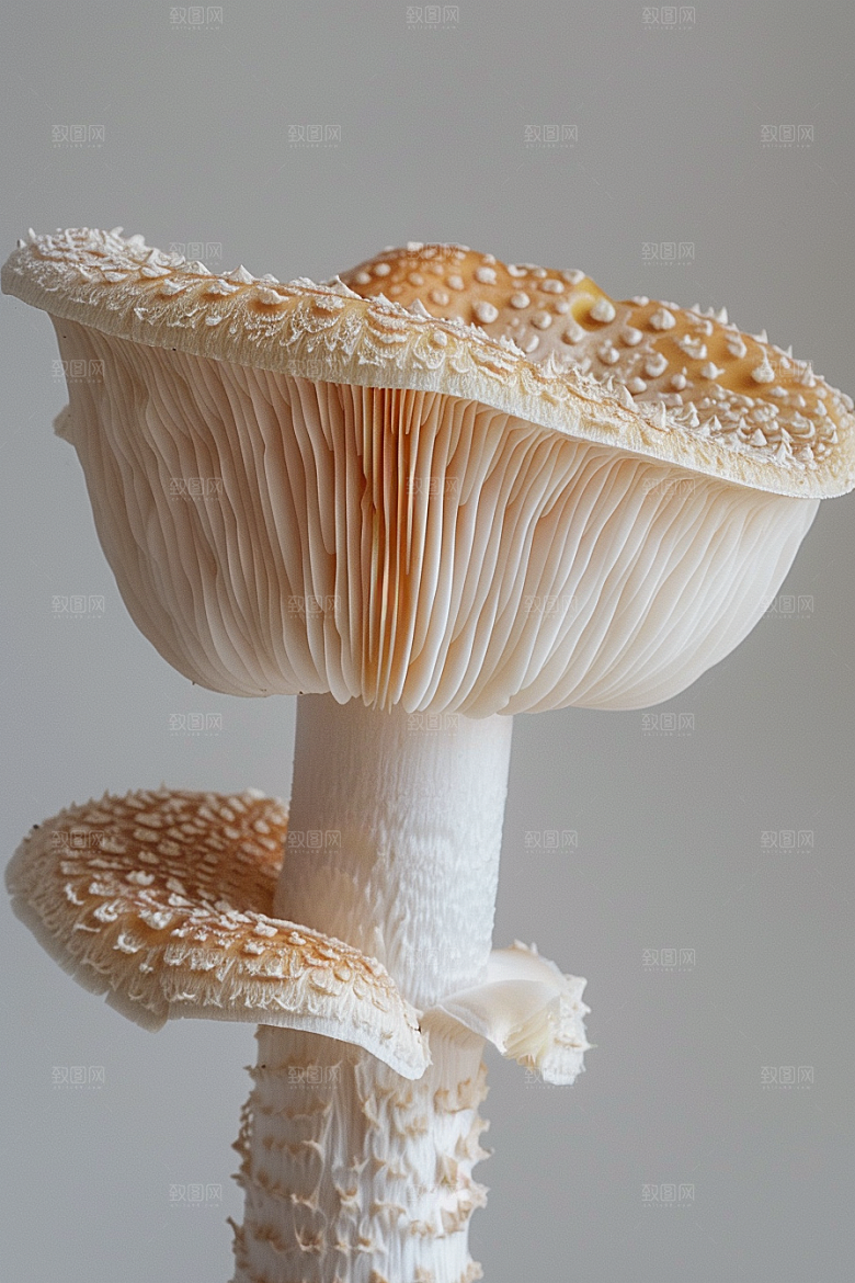 蘑菇鲜美食材摄影图