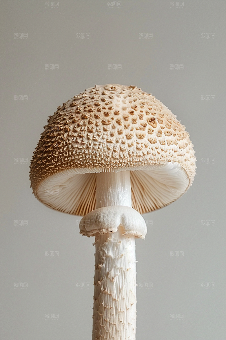 蘑菇新鲜山林摄影图