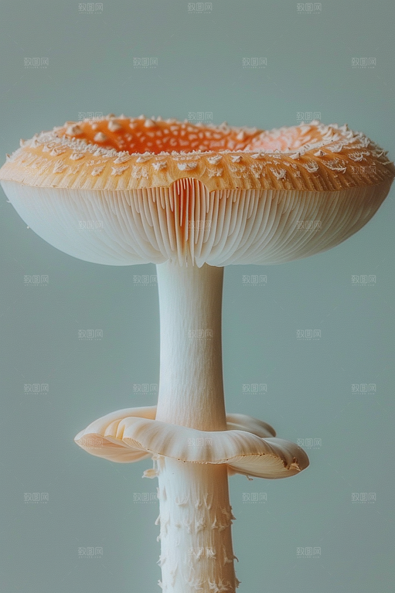 蘑菇食材树林摄影图
