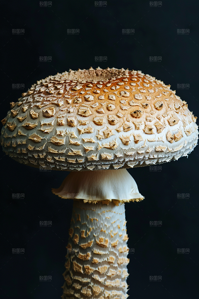蘑菇云南菌子摄影图