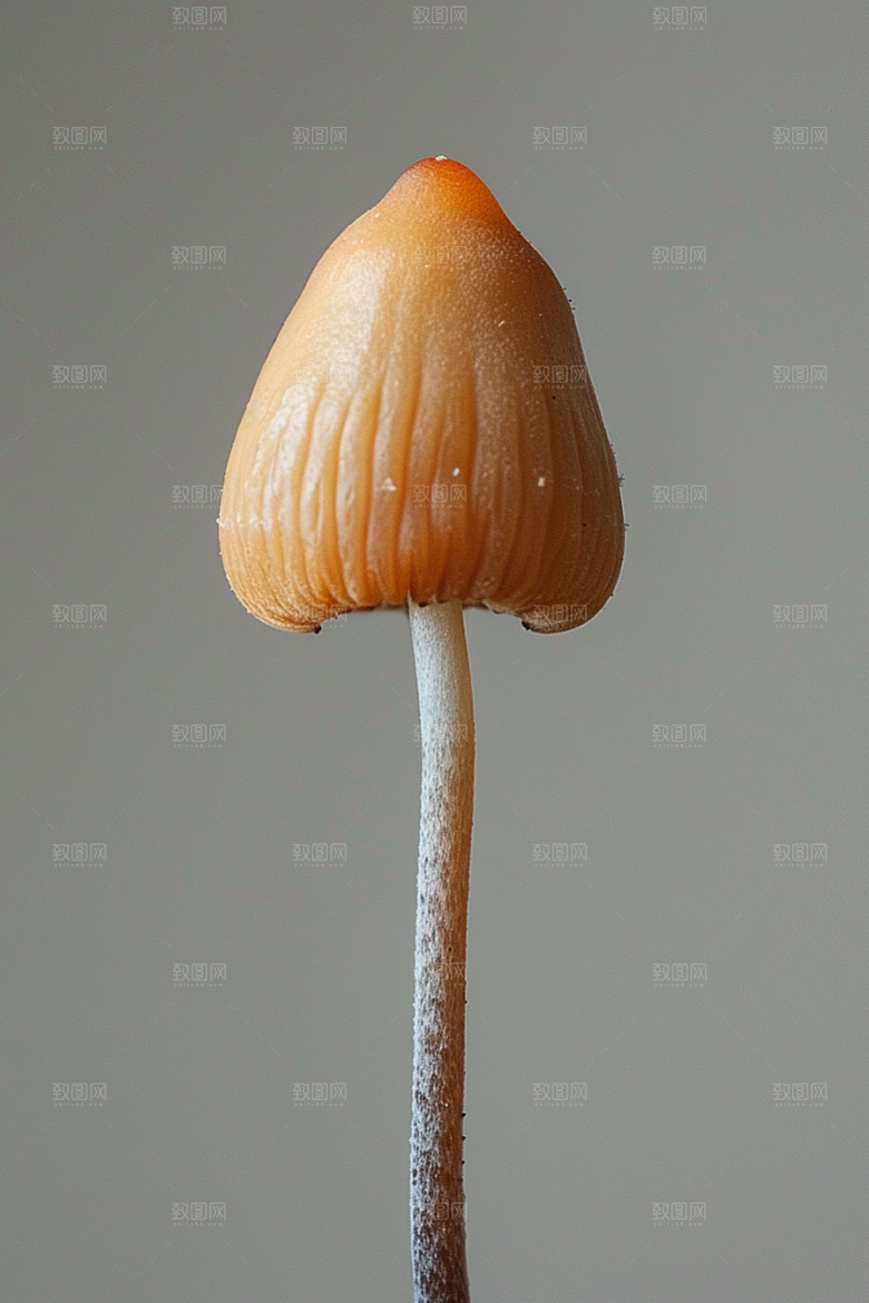 蘑菇雨后山林摄影图