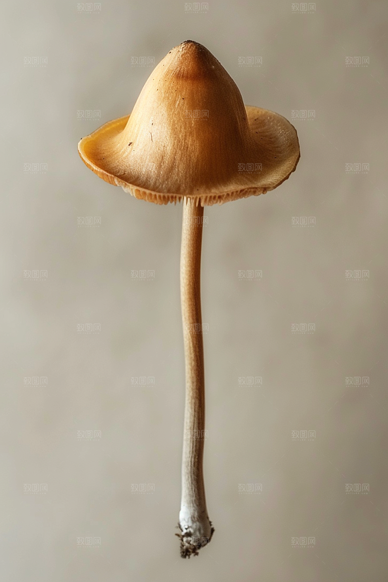蘑菇高清鲜美摄影图