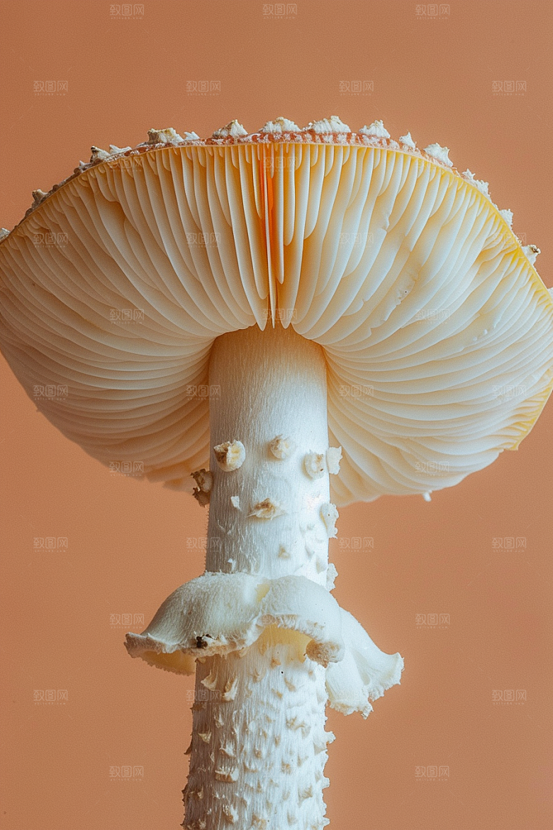 蘑菇雨后云南摄影图
